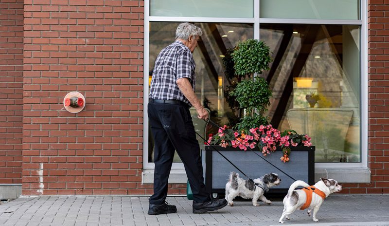 Retired senior walking dogs at Kamloops retirement residence