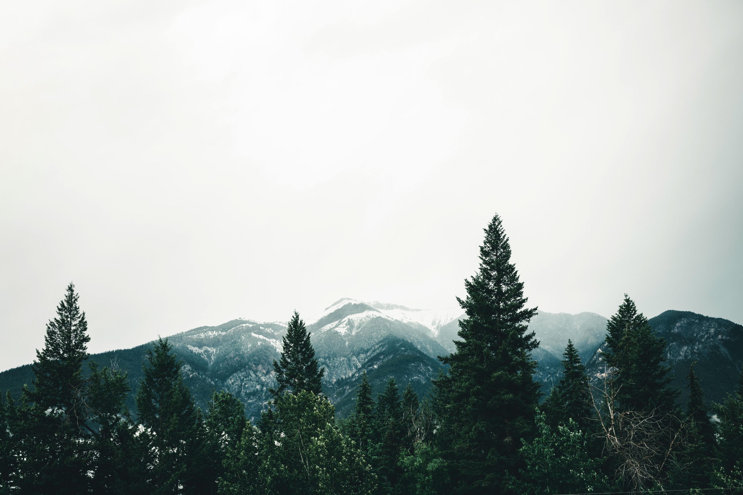 a view of trees with a snow capped mountain